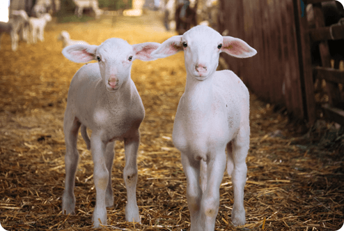 Farming Solutions Services Katartismos