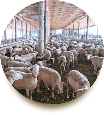 Heliades Farming Solutions About 1